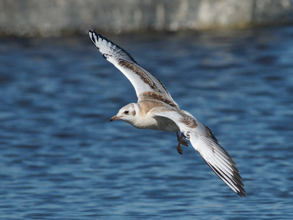 Naurulokki, Black-headed Gull, Larus ridibundus